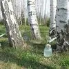 сок березовый свежий неконсервированный в Казани