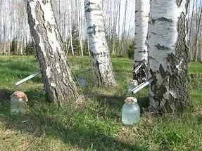 березовый сок, свежий неконсервированный в Казани